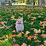 puppy, dog, pomeranian, park, grass, autumn_leaves, fall, tree, tree_trunk, bench, picnic_table, cute, small_dog, sitting, pink_collar, outdoors, shallow_depth_of_field, sunlight, leaf_litter, green_grass