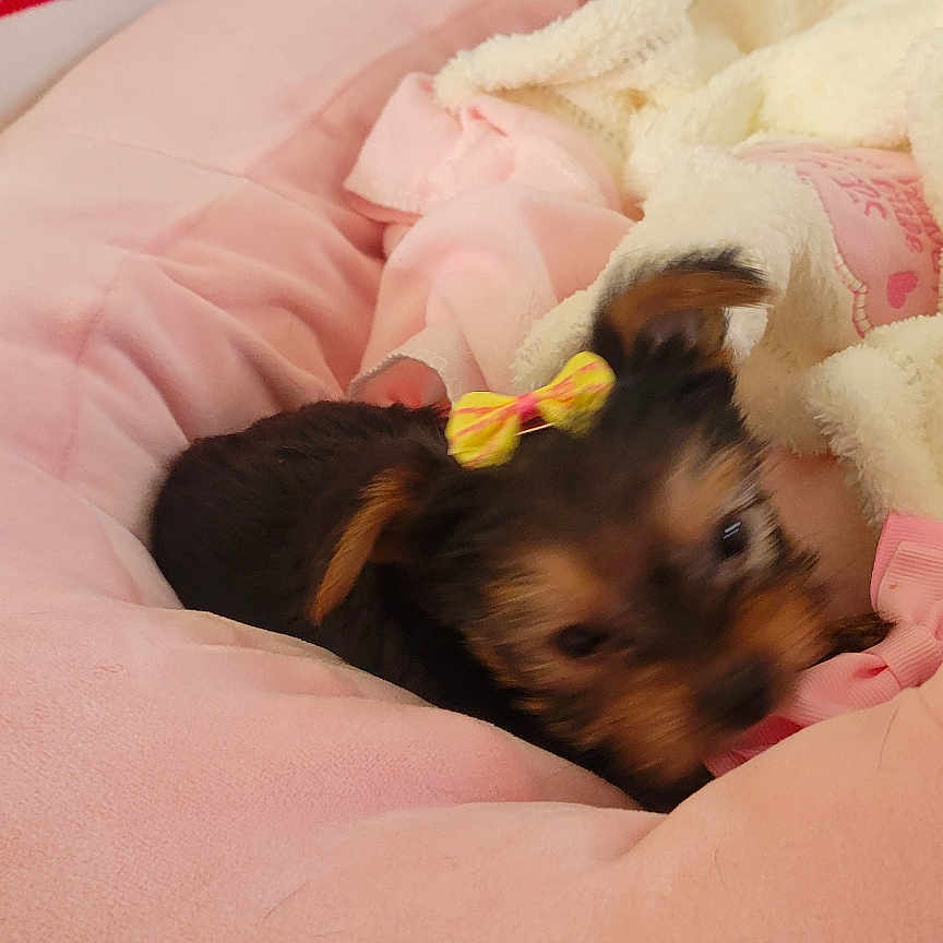 Diamond joined the competition — help win amazing prizes! animal, blanket, bow, comfort, cozy, cushion, cute, cute_pet, decor, dog, furry, indoor, pet, pink, puppy, resting, sleeping_area, small, soft, toy