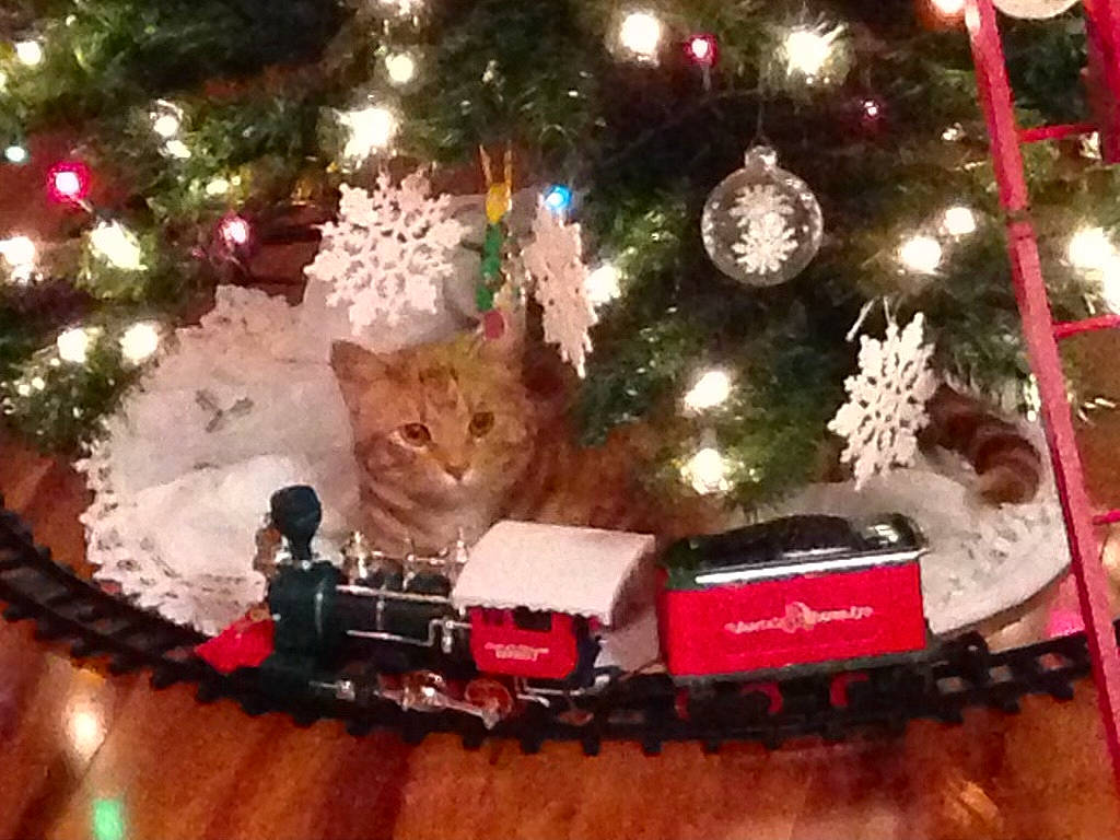 Juliette is registered to the contest to win money with this photo: carnivore, cat, christmas_decoration, christmas_ornament, christmas_tree, conifer, decoration, event, evergreen, fawn, holiday, holiday_ornament, light, mammal, ornament, plant, toy, train, tree, wood