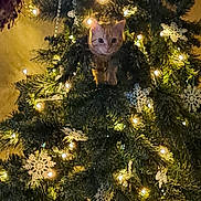 Daisy Mae is registered to the contest to win money with this photo: animal, cat, christmas_tree, curious, cute, decorations, face, feline, festive, greenery, holiday, holiday_decor, indoor, lights, orange_cat, ornaments, pet, pine_branches, snowflake_decorations, twinkling_lights