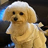 Molly joined the competition — help win amazing prizes! adorable, animal, calm, clothing, companion, curious, cute, dog, domestic_animal, fluffy, fur, indoor, leather_couch, pet, poodle, portrait, seated, small_dog, white_dog, white_outfit
