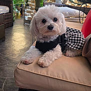 Molly joined the competition — help win amazing prizes! animal, black_clothing, checkered_skirt, comfortable, companion, cushion, cute, dog, furry, greenery, outdoor, patio_furniture, pet, plants, portrait, relaxed, resting, small_dog, sunlight, white_dog