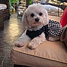 animal, black_clothing, checkered_skirt, comfortable, companion, cushion, cute, dog, furry, greenery, outdoor, patio_furniture, pet, plants, portrait, relaxed, resting, small_dog, sunlight, white_dog