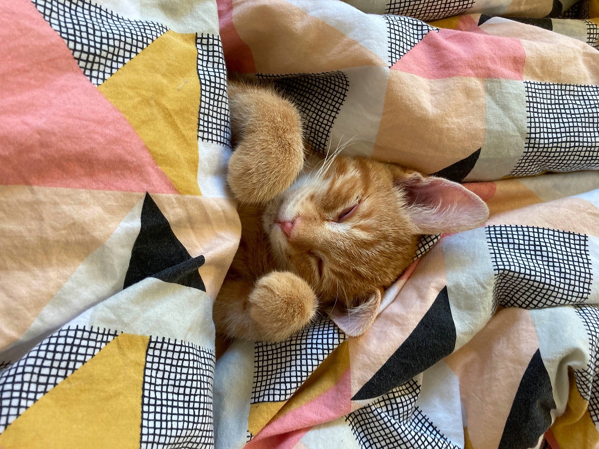 Kyubi participe au concours pour gagner de l'argent avec cette photo : carnivore, cat, creative_arts, felidae, linens, patchwork, pattern, quilt, quilting, small_to_medium_sized_cats, textile