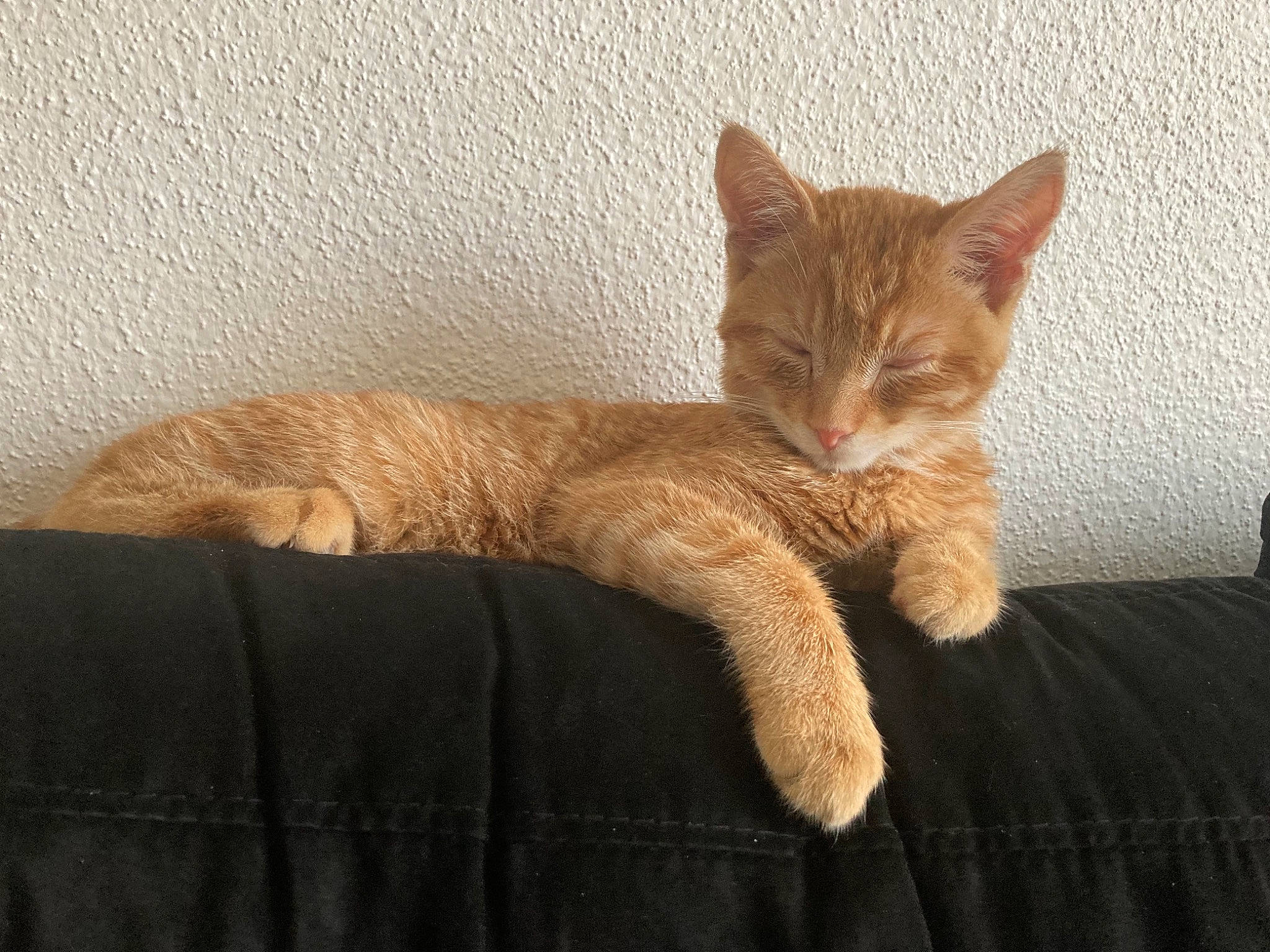 Kyubi participe au concours pour gagner de l'argent avec cette photo : beige, carnivore, cat, comfort, couch, domestic_short_haired_cat, fawn, felidae, fur, living_room, paw, small_to_medium_sized_cats, tail, toe, whiskers