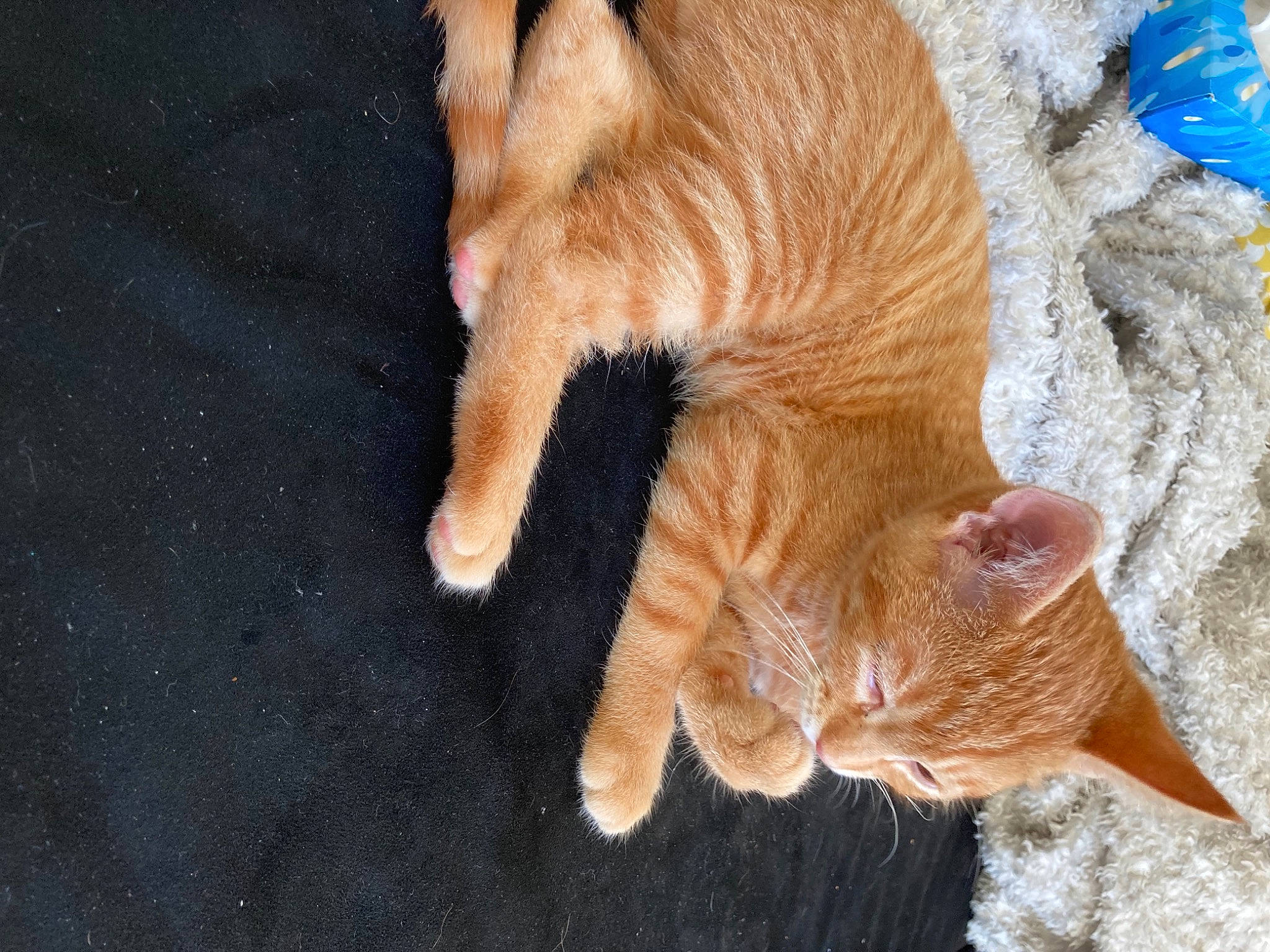 Kyubi a rejoint le concours — aidez-le/la à gagner de superbes lots ! carnivore, cat, fawn, felidae, fur, organism, paw, peach, small_to_medium_sized_cats, snout, tabby_cat, tail, terrestrial_animal, toe, vertebrate, whiskers