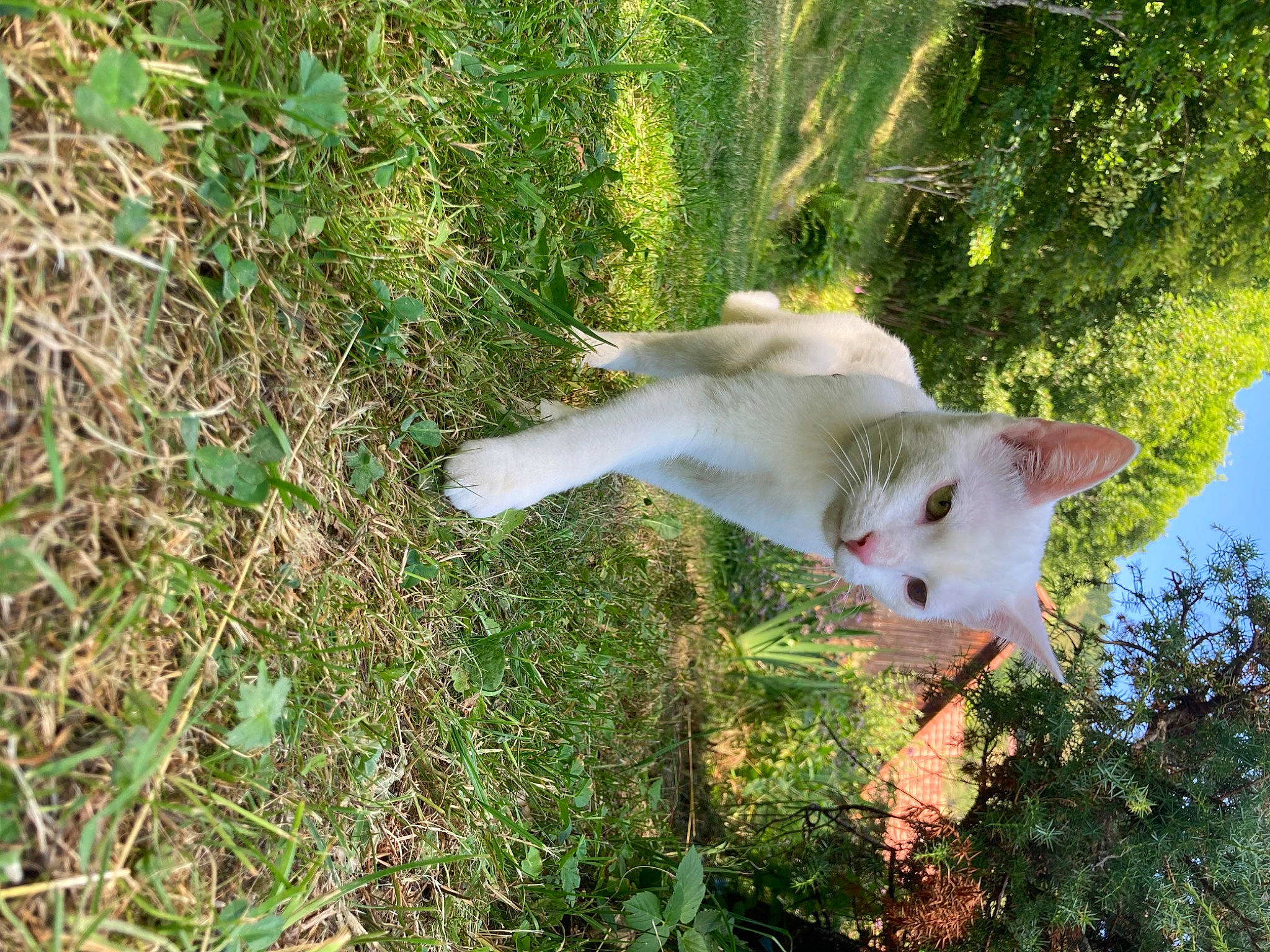 Zola participe au concours pour gagner de l'argent avec cette photo : carnivore, cat, cockatoo, companion_dog, dog_breed, domestic_short_haired_cat, fawn, felidae, fur, grass, groundcover, plant, shrub, small_to_medium_sized_cats, snout, tail, terrestrial_animal, tree, whiskers, wood