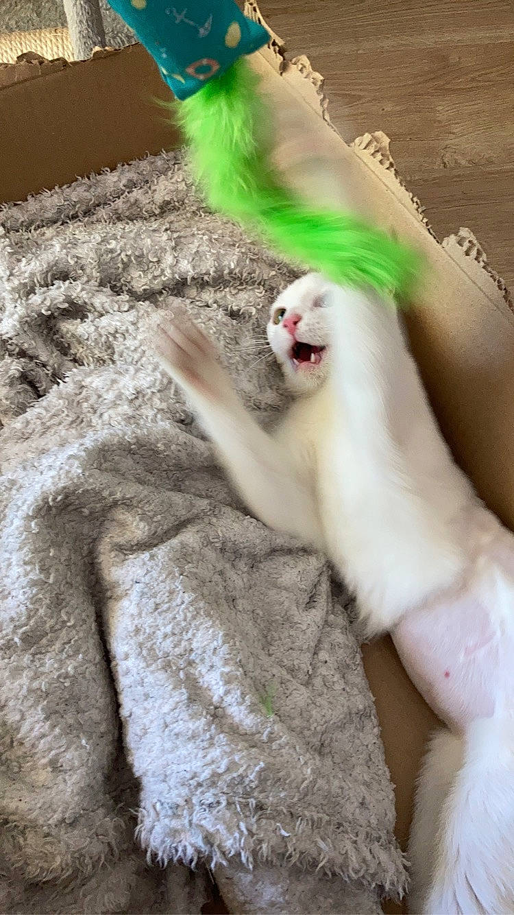 Zola participe au concours pour gagner de l'argent avec cette photo : carnivore, cat, claw, comfort, companion_dog, fawn, felidae, foot, fur, grass, human_leg, nail, paw, photo_caption, small_to_medium_sized_cats, snout, tail, terrestrial_animal, whiskers, wing