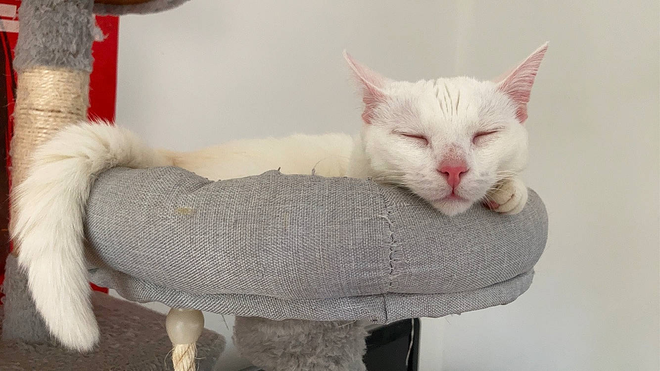 Zola a rejoint le concours — aidez-le/la à gagner de superbes lots ! bow_tie, carnivore, cat, comfort, creative_arts, domestic_short_haired_cat, ear, fawn, felidae, fur, grey, mammal, paw, small_to_medium_sized_cats, snout, tail, whiskers, white, wool, woolen