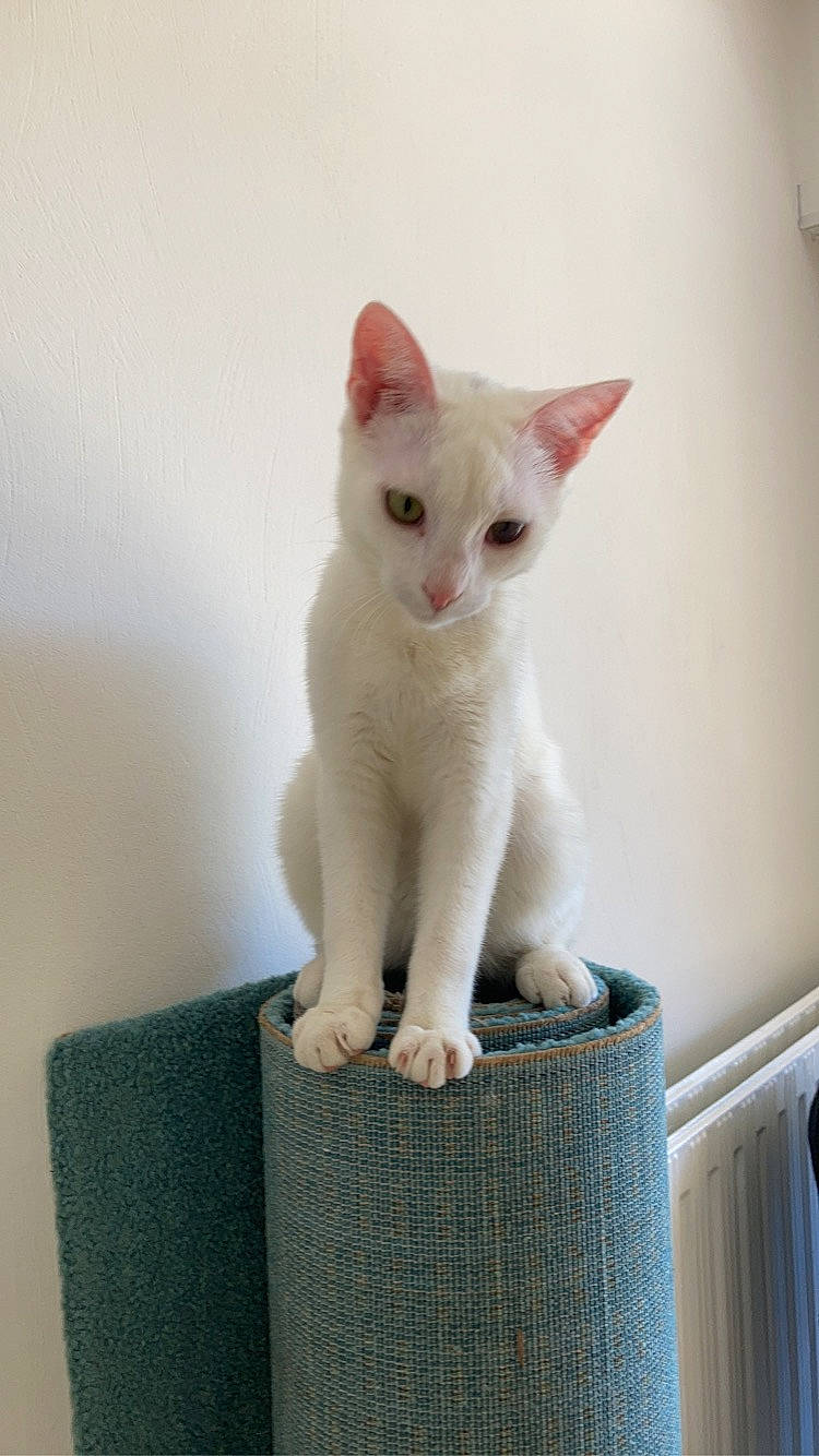 Zola participe au concours pour gagner de l'argent avec cette photo : box, carnivore, cat, cat_supply, composite_material, domestic_short_haired_cat, fawn, felidae, fur, paw, pet_supply, rectangle, small_to_medium_sized_cats, snout, tail, terrestrial_animal, whiskers