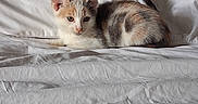 Garfield And Patch is registered to the contest to win money with this photo: kitten, cat, bed, white, fur, animal, pet, resting, cozy, domestic, indoor, sleepy, cute, feline, calm, laying, soft, pillows, blanket, relaxed
