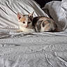 kitten, cat, bed, white, fur, animal, pet, resting, cozy, domestic, indoor, sleepy, cute, feline, calm, laying, soft, pillows, blanket, relaxed