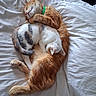 Garfield And Patch is registered to the contest to win money with this photo: cat, sleeping, bed, white_bed, orange_cat, calico_cat, fur, pets, cute, cozy, animal, resting, domestic_cat, collar, snuggle, comfort, indoor, relaxation, soft_texture, companion