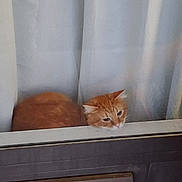 Garfield And Patch joined the competition — help win amazing prizes! cat, ginger_cat, window, curtains, indoor, pet, feline, animal, looking, resting, head, orange, fur, whiskers, cute, domestic, cozy, home, curious, sleepy