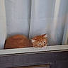 cat, ginger_cat, window, curtains, indoor, pet, feline, animal, looking, resting, head, orange, fur, whiskers, cute, domestic, cozy, home, curious, sleepy