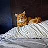 Garfield And Patch is registered to the contest to win money with this photo: cat, orange_cat, feline, pet, bed, pillow, indoor, cozy, fur, resting, animal, cute, domestic_animal, whiskers, ears, tail, sleepy, comfortable, house, relaxed