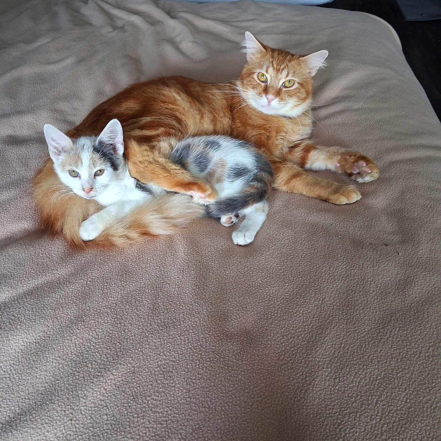 Garfield And Patch is registered to the contest to win money with this photo: cat, orange_cat, calico_cat, bed, blanket, cuddle, pet, animal, fur, relaxed, domestic_animal, sleeping_area, indoor, cozy, resting, whiskers, paw, cute, companion, feline