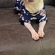 Churro joined the competition — help win amazing prizes! animal, blue_pajamas, brown_and_white, calm, clothing, clouds, couch, cute, dog, ears_up, front_paws, indoors, leather_couch, looking_at_camera, pajamas, pet, resting, sleepy, small_dog, stars