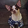 Churro joined the competition — help win amazing prizes! animal, blue_clothing, brown_fur, chihuahua, clothing, couch, cute, dog, ears_up, expression, front_legs, fur, furniture, indoors, looking_up, pajamas, pet, sitting, small_dog, white_fur