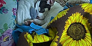 Churro joined the competition — help win amazing prizes! dog, blanket, sunflower, floral_pillow, sleeping, cozy, pet, indoor, corner, texture_wall, comfort, snug, resting, white_and_black_dog, fabric, soft, home, relaxation, animal, cute