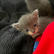 Snowflake joined the competition — help win amazing prizes! animal, black_blanket, cat, cozy, curious, cute, ears, face, feline, furry, indoors, kitten, pet, red_fabric, resting, small, soft, texture, whiskers, young