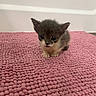 adorable, animal, cat, curious, cute, ears, floor, fur, indoor, kitten, looking, pet, pink_rug, sitting, small, texture, tiny, whiskers, wide_eyes, young