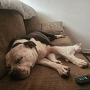 Precious is registered to the contest to win money with this photo: dog, cat, sleeping, couch, brown, white_cat, black_and_white_dog, remote_control, pillow, home_decor, cozy, indoor, pet, resting, fur, relaxation, animal, living_room, carpet, peaceful