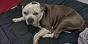 Precious is registered to the contest to win money with this photo: dog, bed, black_bedspread, gaming_console, hairbrush, indoor, pet, relaxed, lying_down, brown_and_white, speckled, close_up, furniture, home, casual, comfort, animal, companion, resting, looking