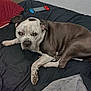 dog, bed, black_bedspread, gaming_console, hairbrush, indoor, pet, relaxed, lying_down, brown_and_white, speckled, close_up, furniture, home, casual, comfort, animal, companion, resting, looking