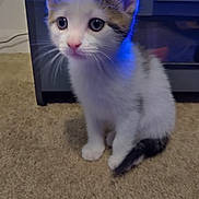 Luna joined the competition — help win amazing prizes! kitten, cat, pet, indoor, carpet, curious, small, white, brown, black, fur, animal, young, cute, ears, whiskers, floor, appliance, blue_light, domestic