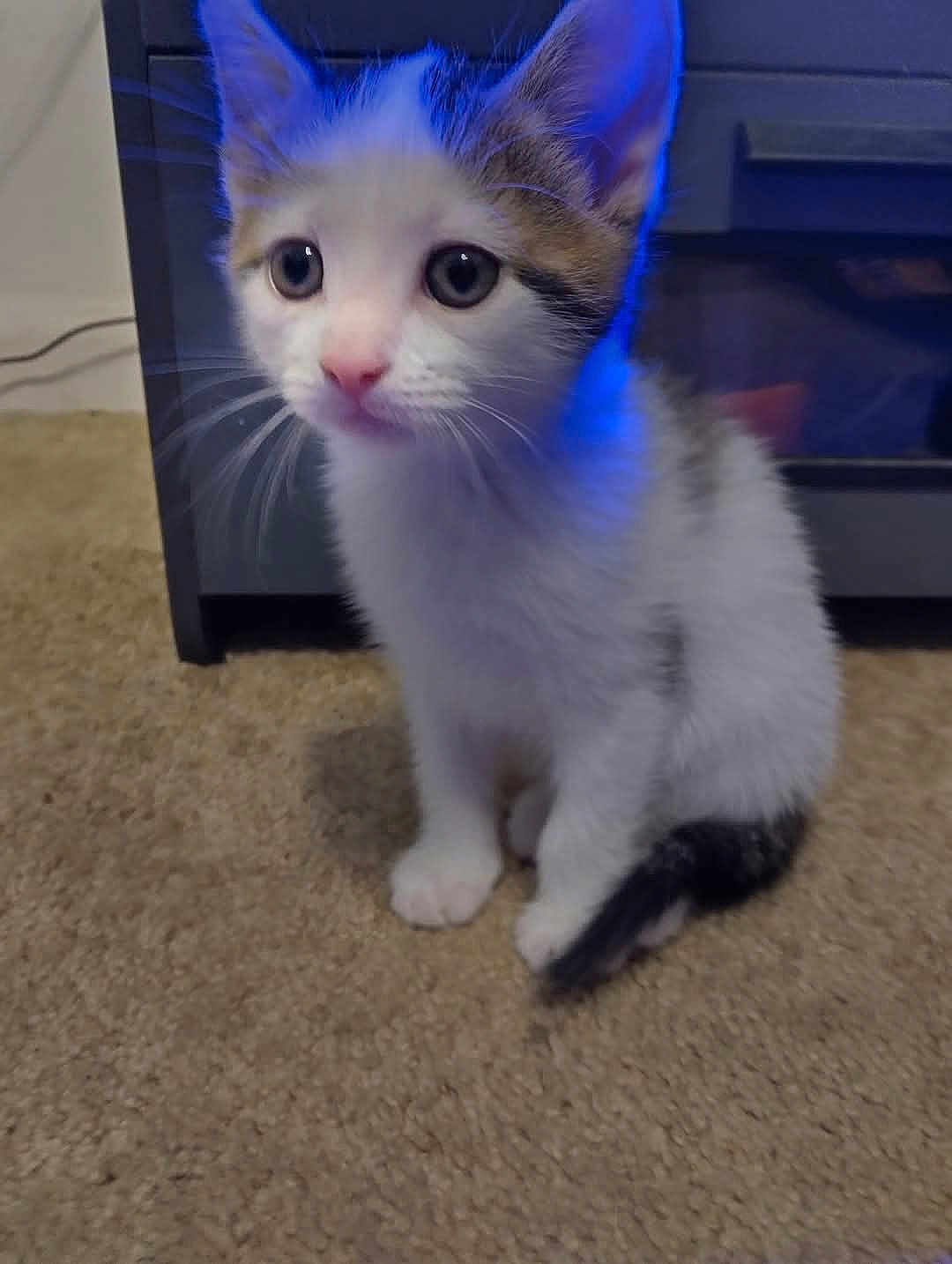 Luna joined the competition — help win amazing prizes! kitten, cat, pet, indoor, carpet, curious, small, white, brown, black, fur, animal, young, cute, ears, whiskers, floor, appliance, blue_light, domestic