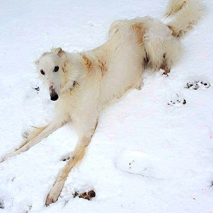 Igor
