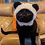 cat, black_cat, pet, animal, costume, hat, panda_hat, portrait, indoor, couch, sofa, whiskers, big_eyes, adorable, pet_costume, domestic_cat, feline, sitting, fur, close_up