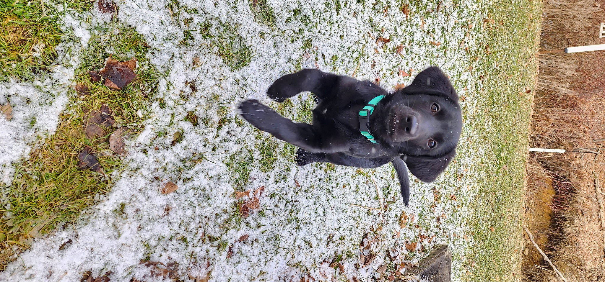 Laney joined the competition — help win amazing prizes! adventure, canidae, carnivore, dog, dog_breed, freezing, frost, grass, groundcover, guard_dog, leaf, people_in_nature, plant, shadow, shrub, snow, soil, sporting_group, tree, winter