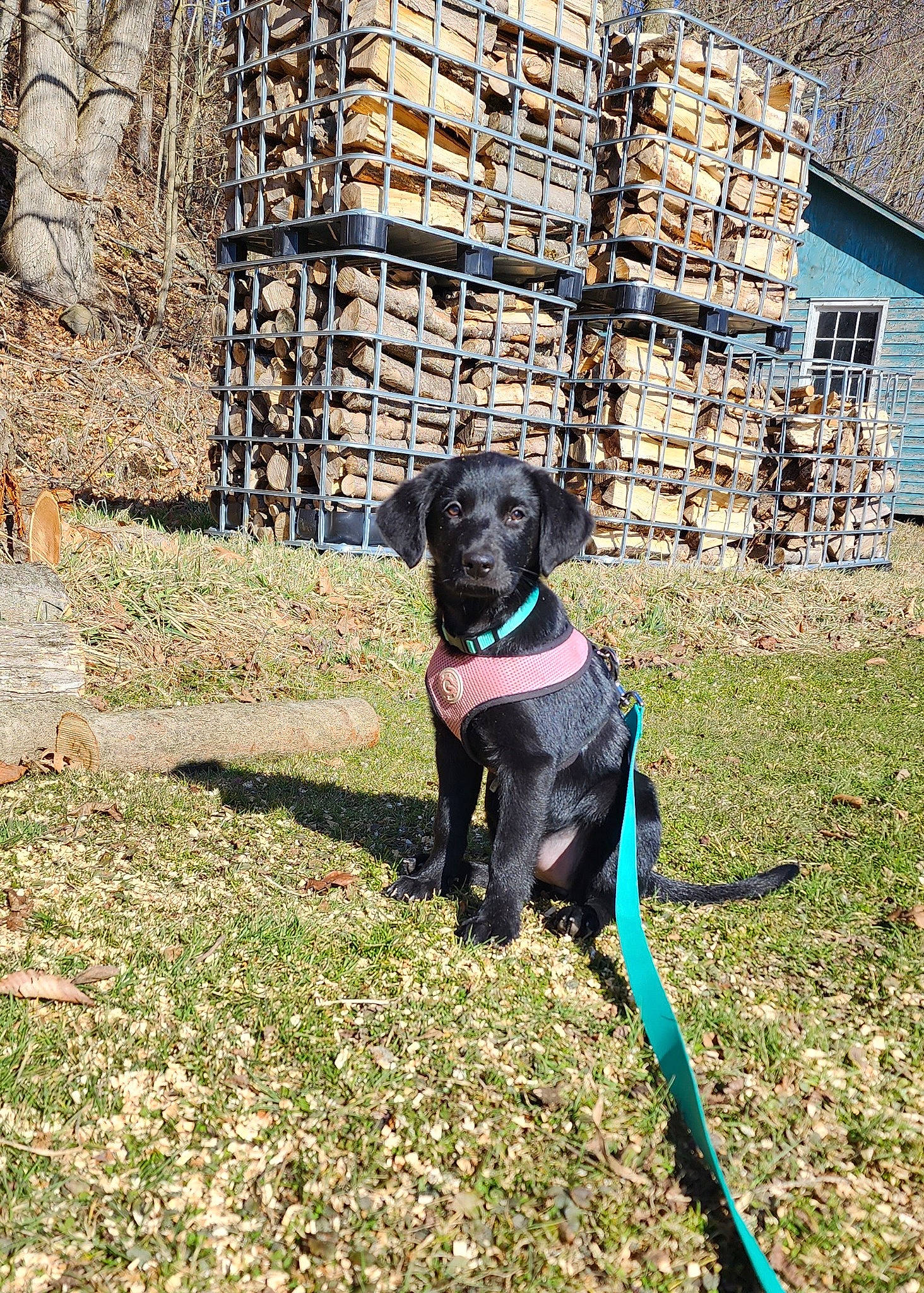 Laney is registered to the contest to win money with this photo: borador, building, carnivore, collar, companion_dog, dog, dog_breed, dog_collar, fawn, grass, guard_dog, gun_dog, leash, pet_supply, plant, snout, sporting_group, tail, tree, working_animal