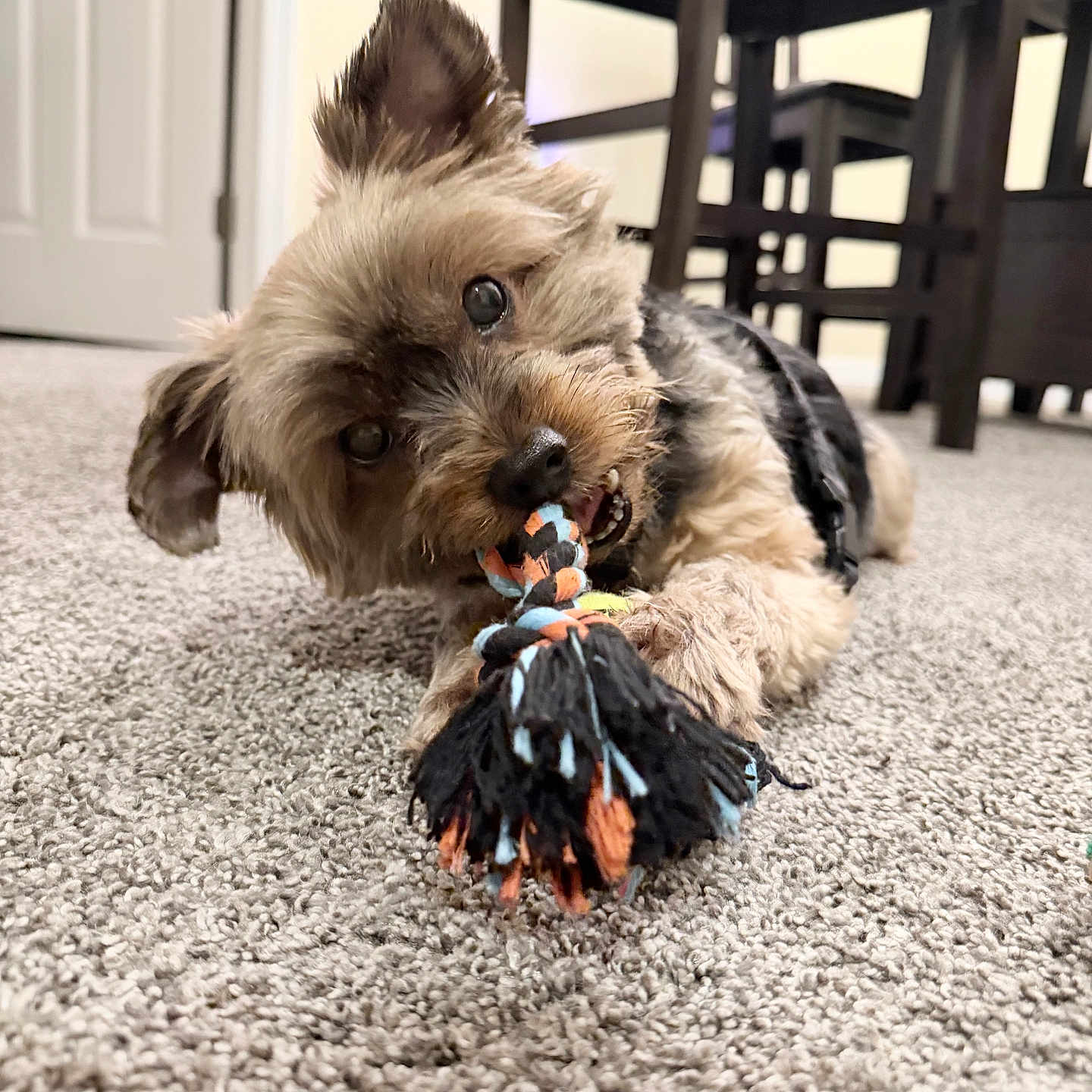 Ollie is registered to the contest to win money with this photo: dog, small_dog, puppy, carpet, indoor, toy, rope_toy, playing, chewing, ears, fur, brown_fur, black_fur, wooden_chair, furniture, door, floor, pet, cute, animal