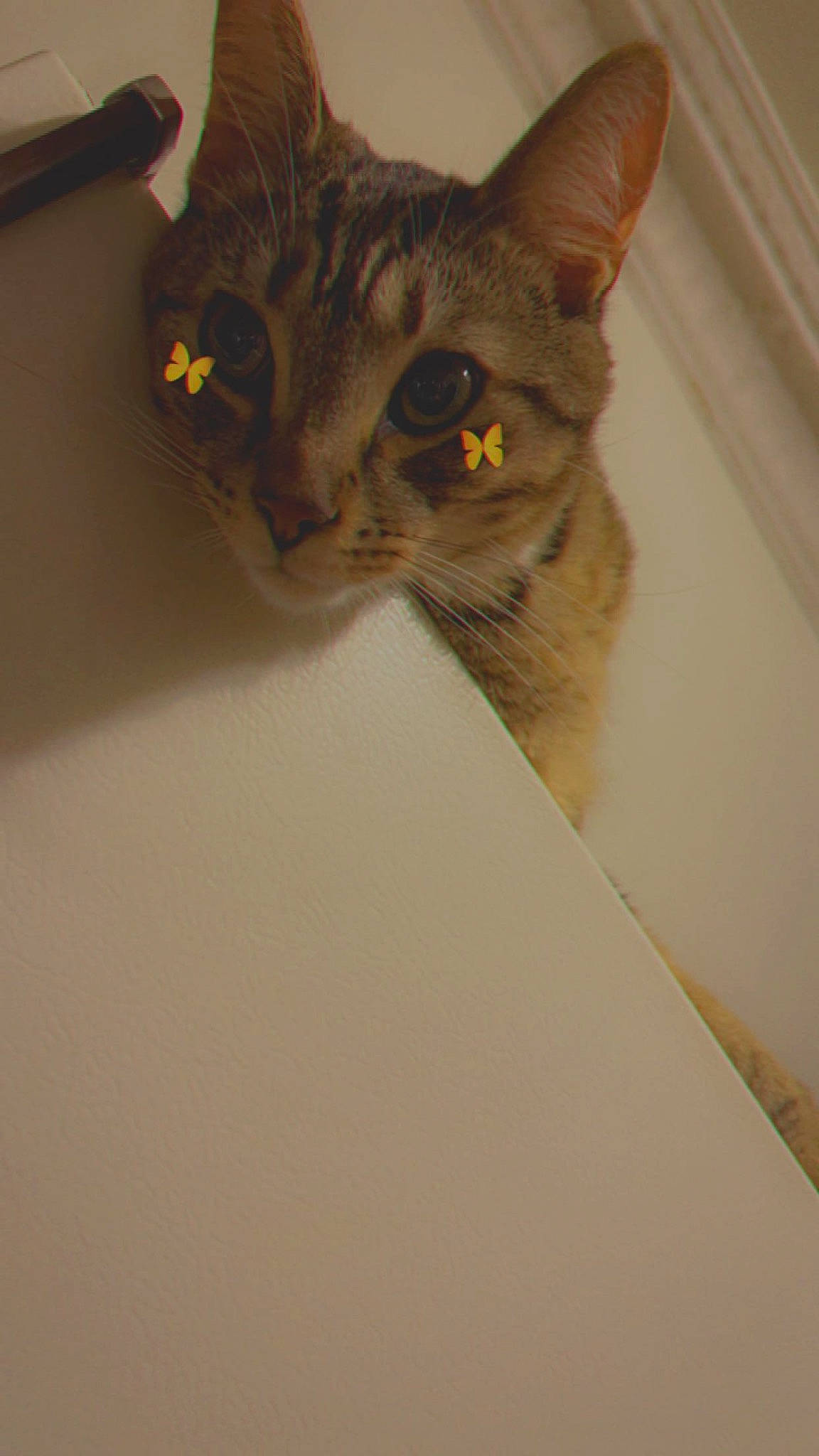 Entei joined the competition — help win amazing prizes! carnivore, cat, domestic_short_haired_cat, ear, eye, felidae, fur, head, small_to_medium_sized_cats, snout, terrestrial_animal, whiskers