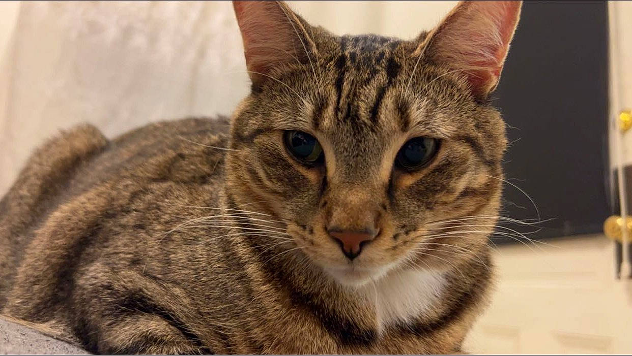 Entei joined the competition — help win amazing prizes! carnivore, cat, close_up, domestic_short_haired_cat, felidae, fur, small_to_medium_sized_cats, snout, terrestrial_animal, tree, whiskers, wildlife, window