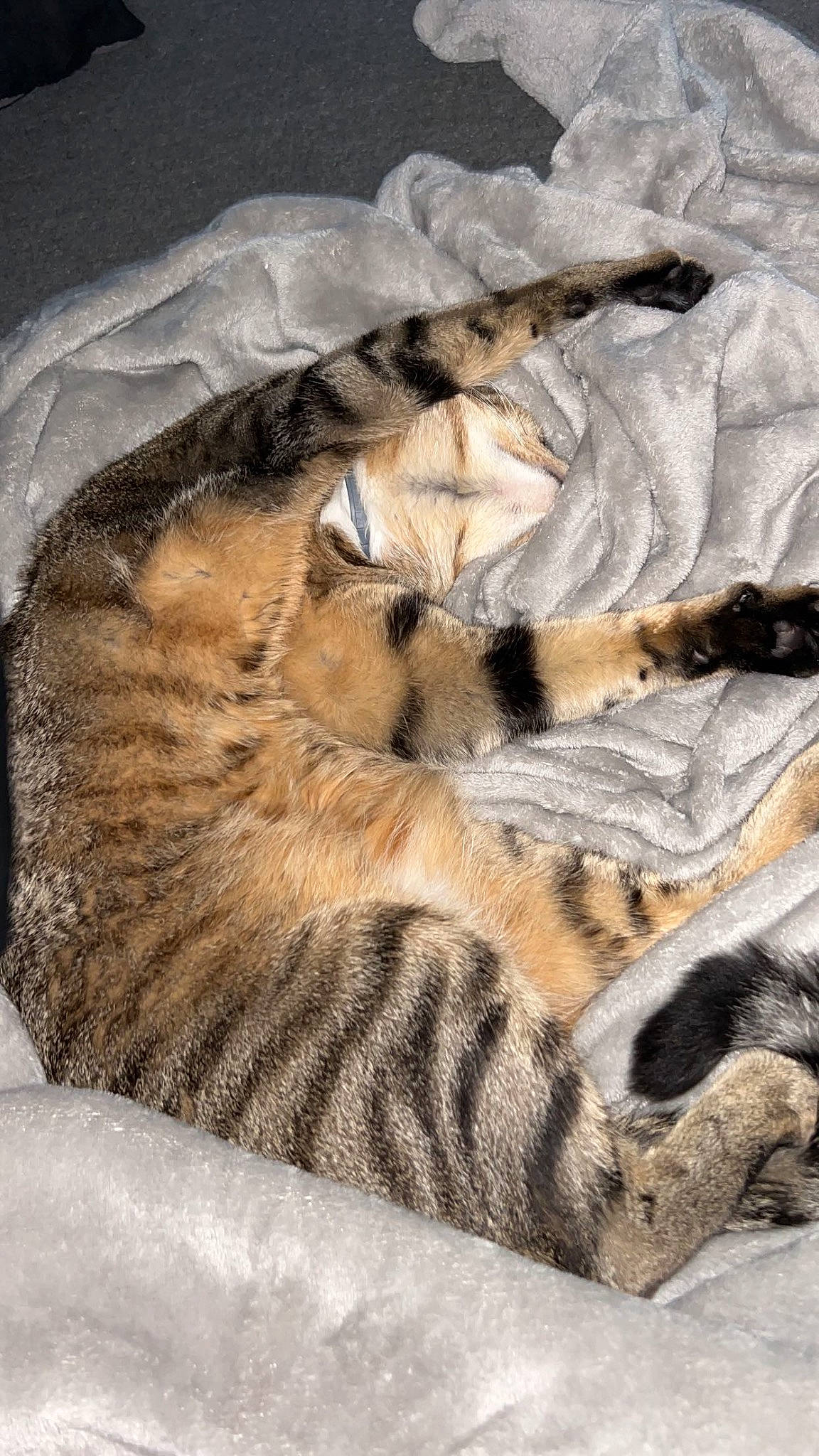 Entei is registered to the contest to win money with this photo: bengal_tiger, big_cats, carnivore, cat_bed, claw, comfort, fawn, felidae, fur, nap, pattern, paw, siberian_tiger, small_to_medium_sized_cats, tail, terrestrial_animal, tiger, tree, whiskers, wood