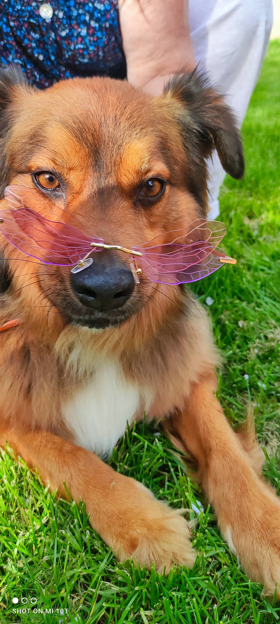 Lexie a rejoint le concours — aidez-le/la à gagner de superbes lots ! ancient_dog_breeds, canidae, carnivore, clock, companion_dog, dog, dog_breed, fawn, fur, grass, green, photography, plant, snout, sporting_group, terrestrial_animal, tree, whiskers, wildlife, working_dog