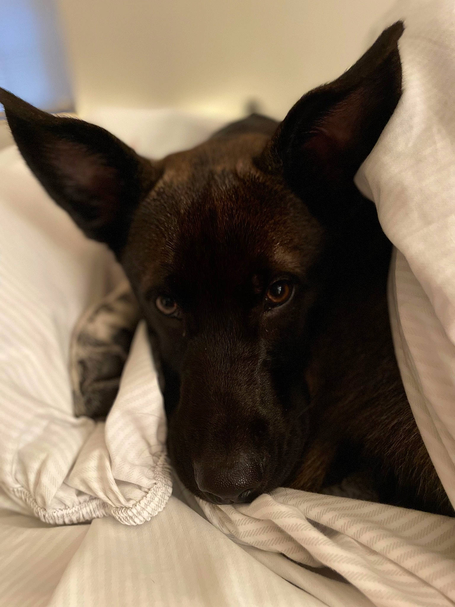 Jax joined the competition — help win amazing prizes! canidae, carnivore, comfort, companion_dog, dog, dog_breed, ear, fawn, fur, guard_dog, linens, non_sporting_group, snout, sporting_group, terrestrial_animal, toy_dog, whiskers, wood, working_animal