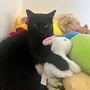 Dudley joined the competition — help win amazing prizes! animal, black_cat, cat, colorful, companion, corner, cozy, cuddling, cute, fur, home, indoor, pet, plush_toy, relaxed, resting, soft, stuffed_animal, toy_collection, white_bunny