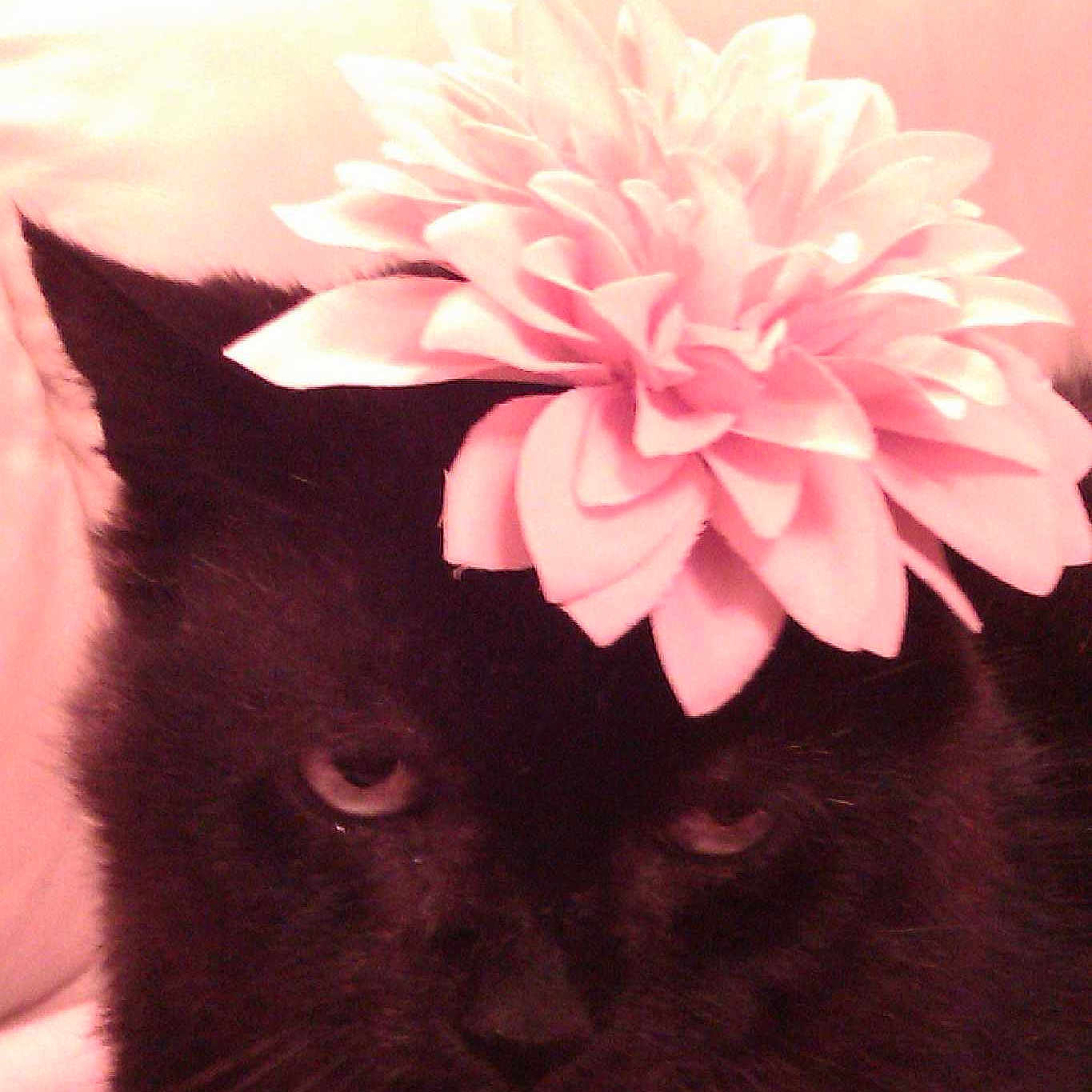 Miley joined the competition — help win amazing prizes!