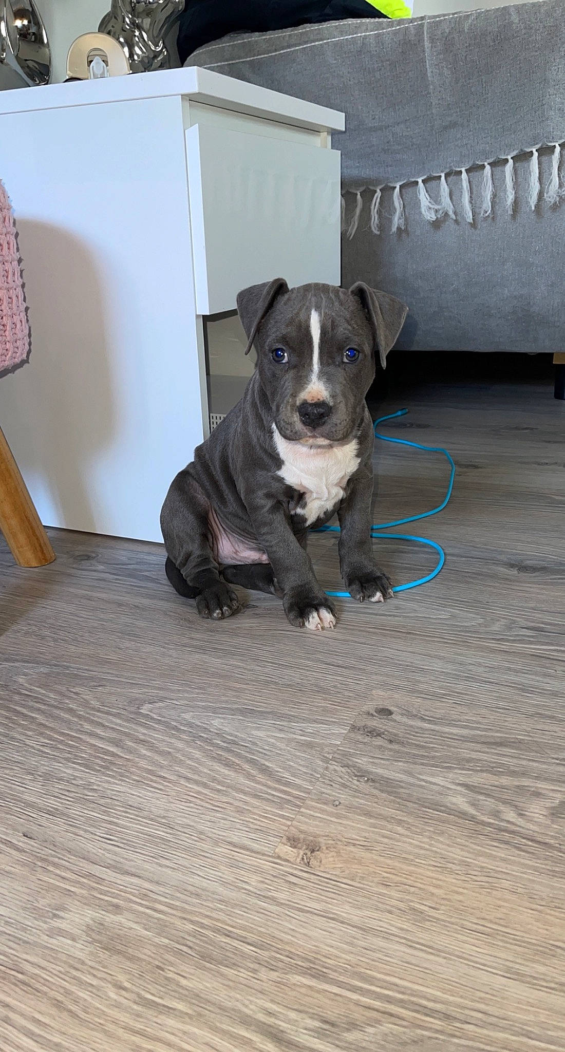 Sako a rejoint le concours — aidez-le/la à gagner de superbes lots ! ball, canidae, carnivore, collar, companion_dog, dog, dog_breed, dog_collar, dog_supply, fawn, floor, flooring, grey, hardwood, pet_supply, snout, sporting_group, tail, wood, working_animal