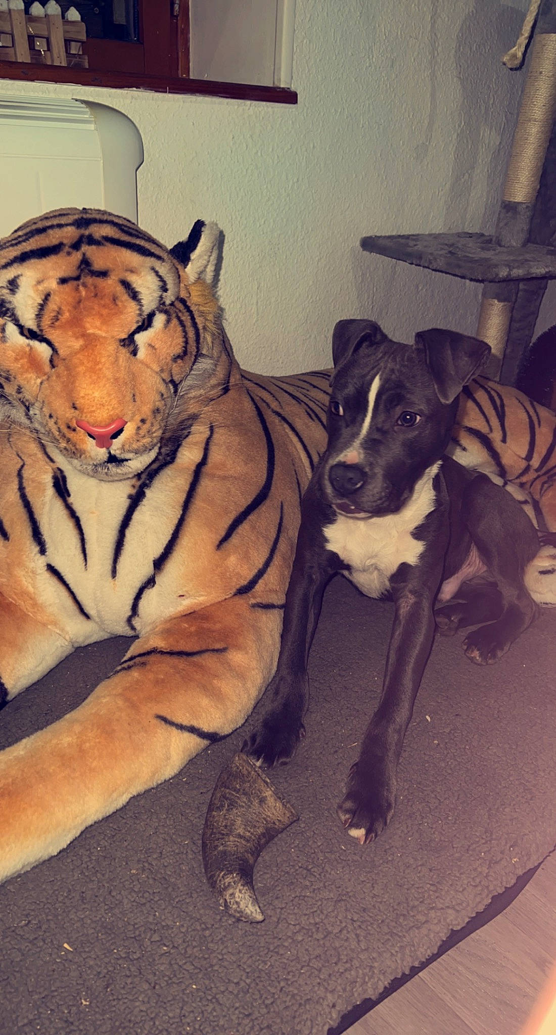 Sako a rejoint le concours — aidez-le/la à gagner de superbes lots ! bengal_tiger, big_cats, carnivore, comfort, companion_dog, dog, dog_breed, fawn, felidae, flooring, fur, guard_dog, siberian_tiger, sleeve, snout, tail, terrestrial_animal, tiger, whiskers, working_animal