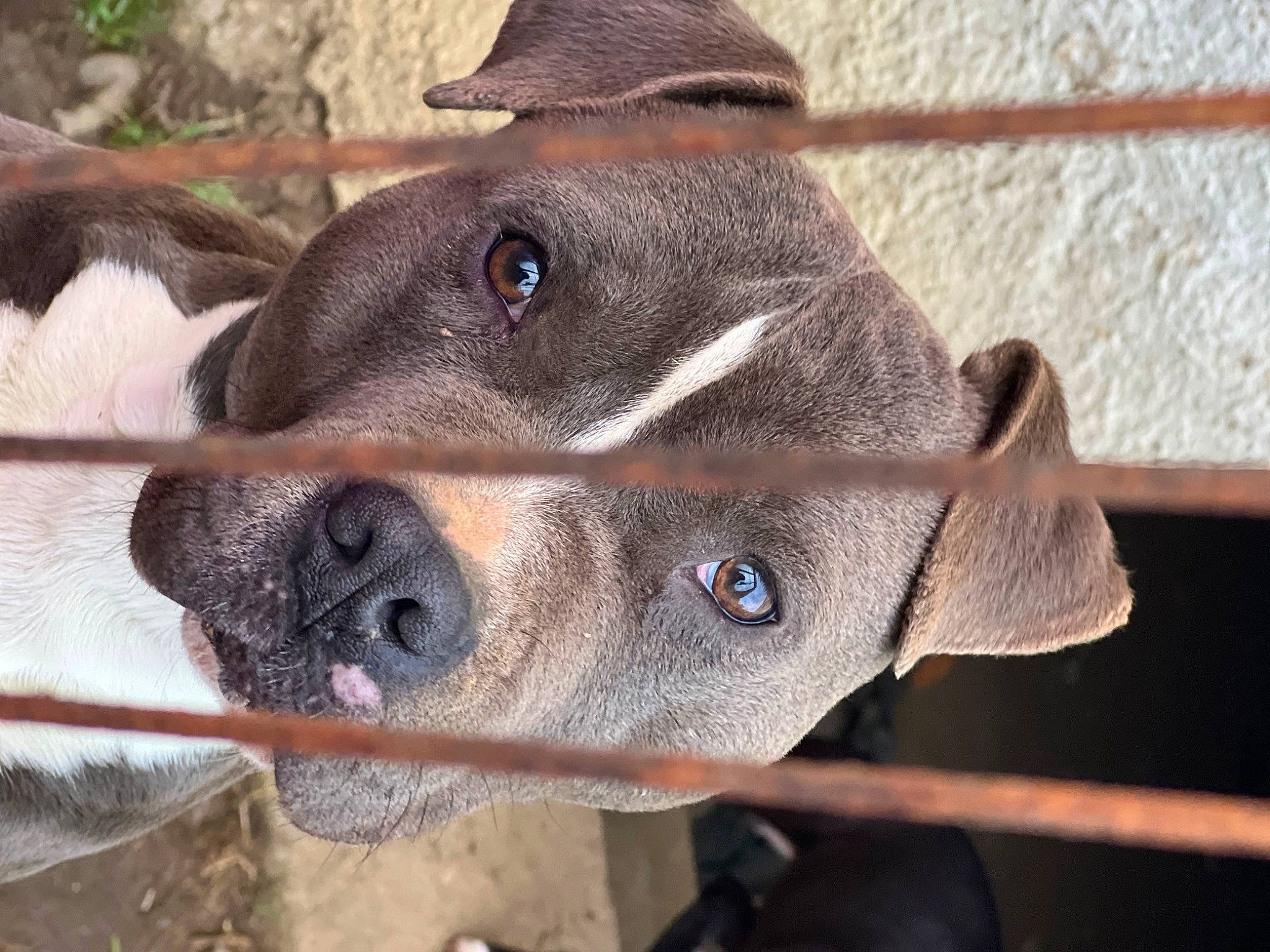 Sako a rejoint le concours — aidez-le/la à gagner de superbes lots ! carnivore, collar, dog, dog_breed, ear, fawn, fur, hat, liver, mesh, pet_supply, snout, sun_hat, terrestrial_animal, whiskers, working_animal