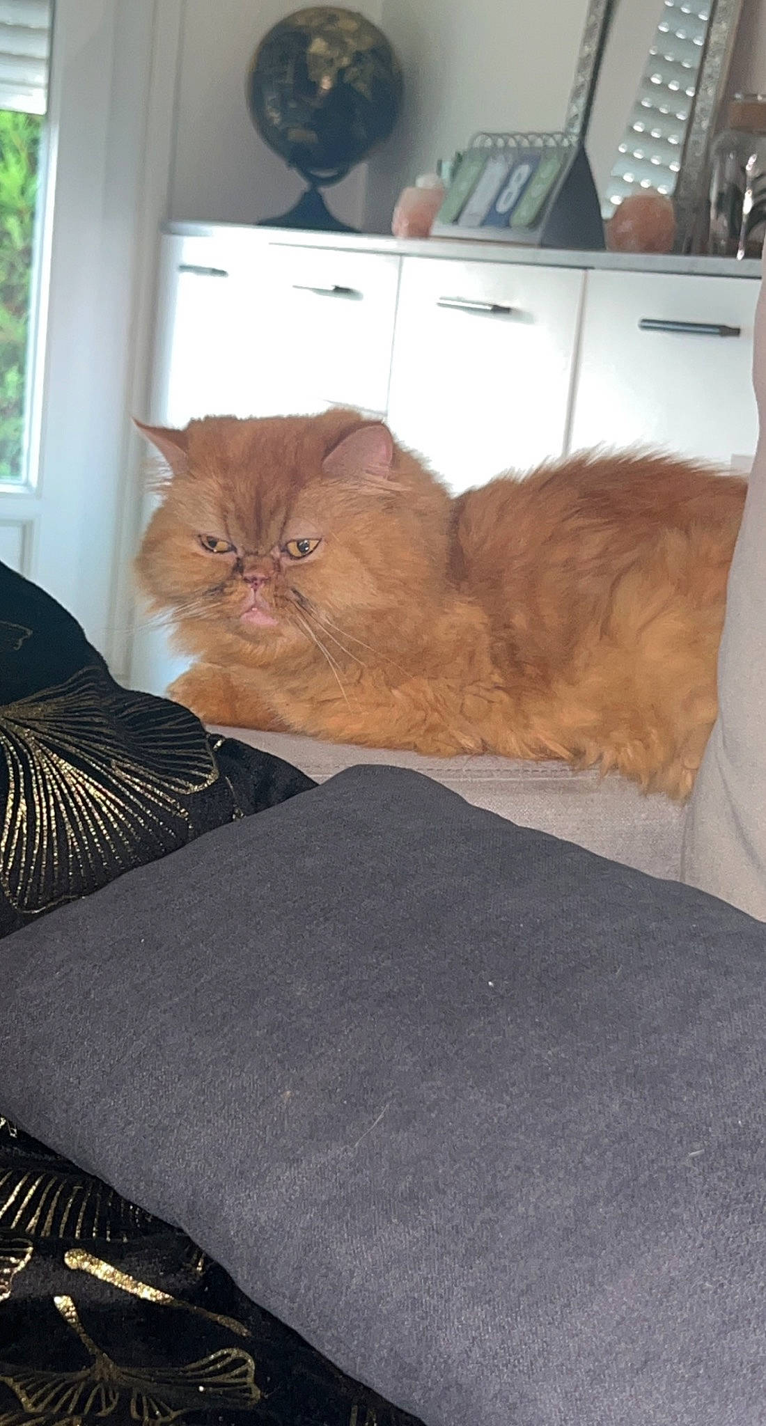 Alice participe au concours pour gagner de l'argent avec cette photo : cabinetry, carnivore, cat, comfort, couch, domestic_short_haired_cat, drawer, fawn, felidae, floor, flooring, fur, grey, hardwood, room, shelf, small_to_medium_sized_cats, whiskers, window, wood