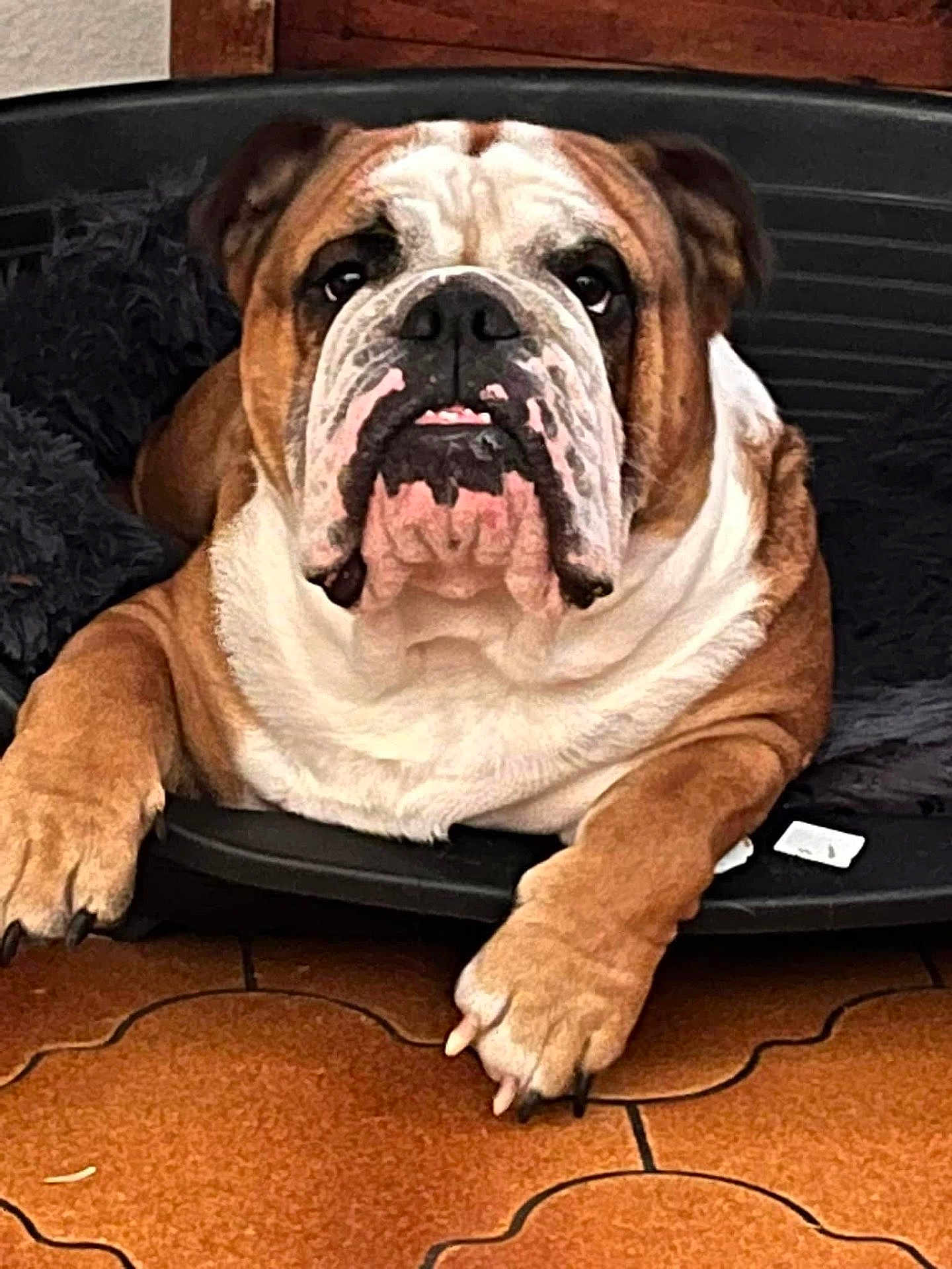 Thelios a rejoint le concours — aidez-le/la à gagner de superbes lots ! bulldog, dog, pet_bed, brown_fur, white_fur, paw, floor_tile, indoor, animal, canine, resting, close_up, portrait, looking_at_camera, cute, furry, domestic, pet, snout, ears