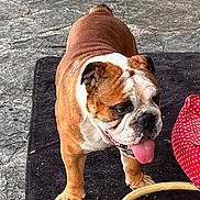 Thelios participe au concours pour gagner de l'argent avec cette photo : bulldog, dog, pet, animal, outdoor, mat, tongue, polka_dot, bed, stone_floor, playing, happy, brown, white, fur, closeup, canine, pet_bed, tongue_out, summer