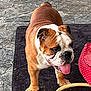 bulldog, dog, pet, animal, outdoor, mat, tongue, polka_dot, bed, stone_floor, playing, happy, brown, white, fur, closeup, canine, pet_bed, tongue_out, summer